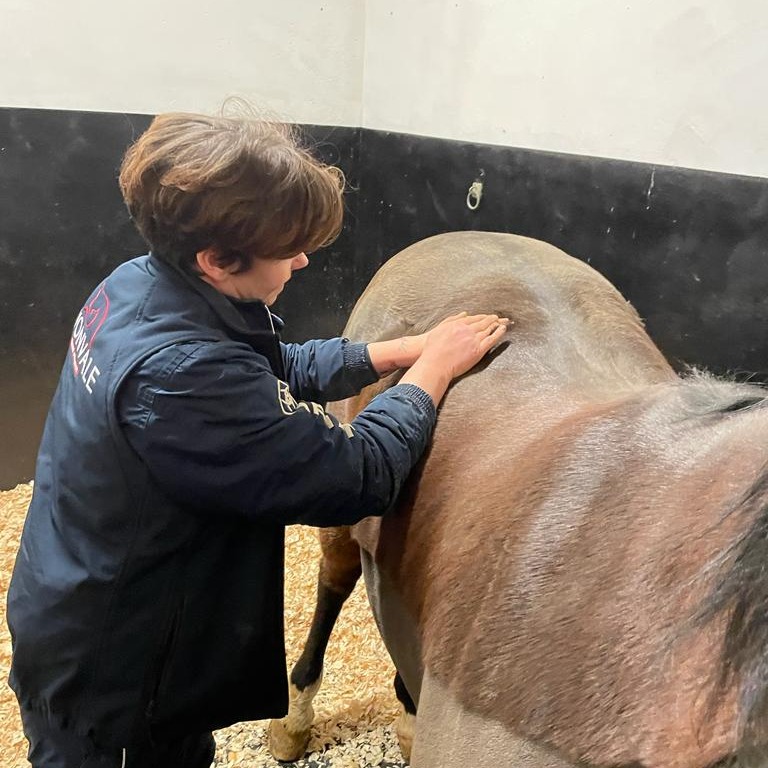 equine physiotherapy